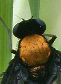 Chrysopilus thoracicus